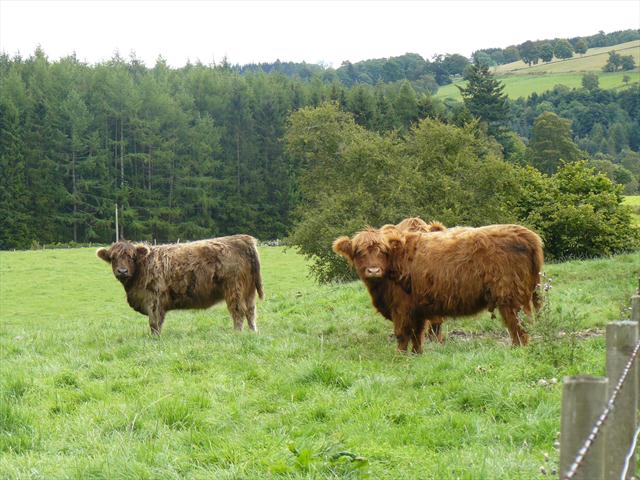 Chlupaté krávy, konečně po dlouhém hledání jsme v celém Skotsku za devět dní našli jedno stádo.