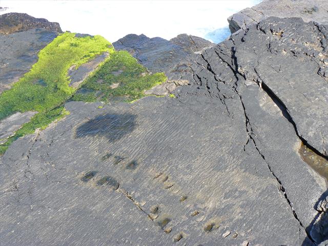 Tetrapod Trackway