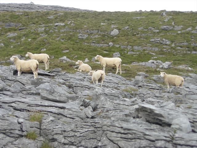 I ovečky tu s chutí chodily po kamenech