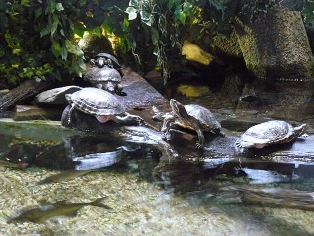 Vodní želvičky